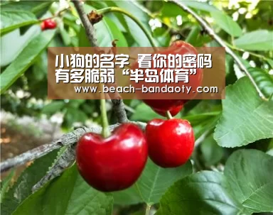 半岛体育